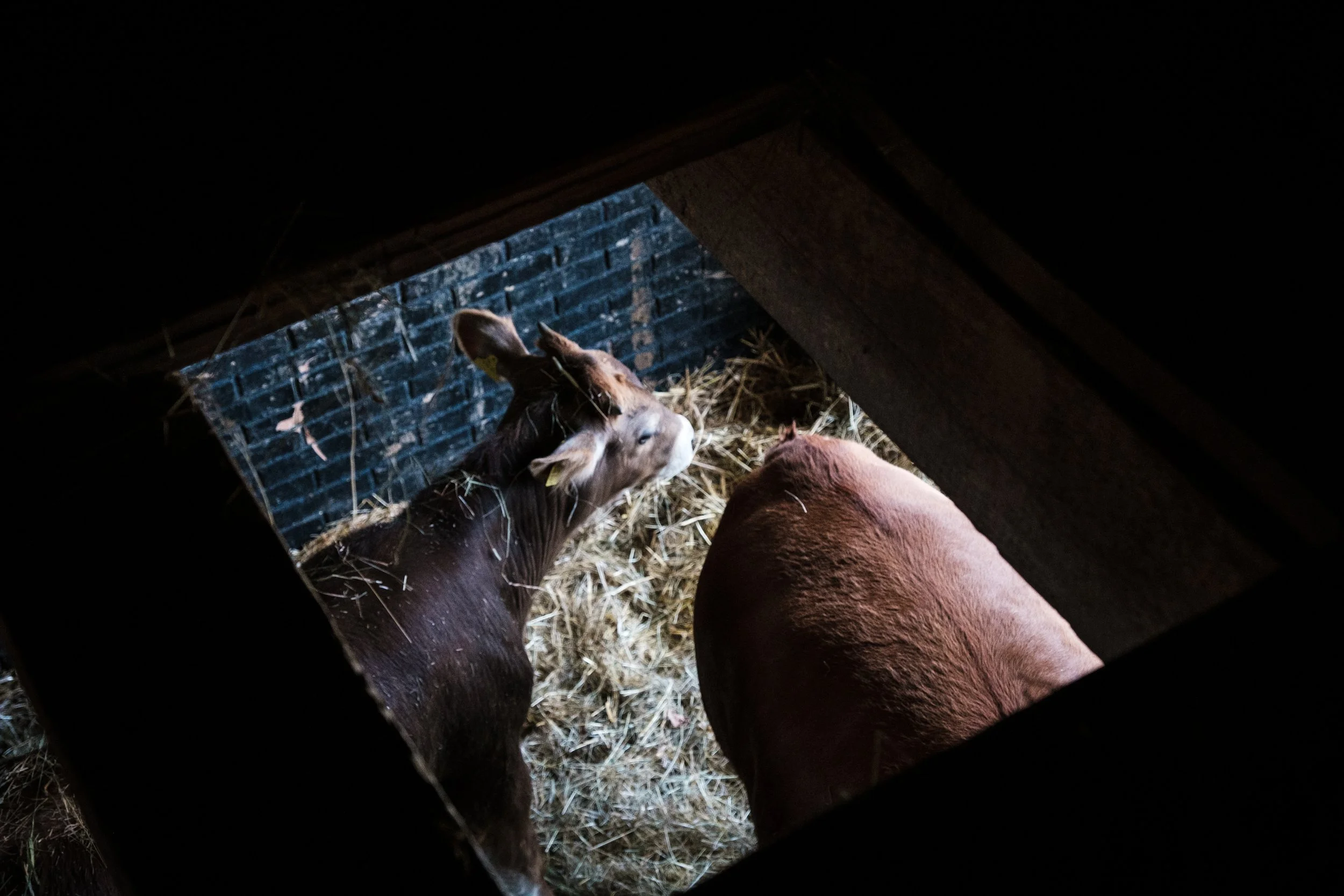 Ein Blick in einen versteckten Stall, in dem eine Ziege und ein Schwein auf Stroh liegen.